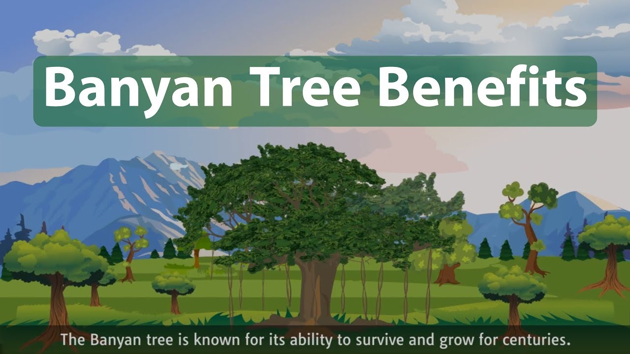 Banyan tree benefits! (Ficus benghalensis) - YouTube