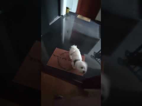 Hulk el mejor amigo