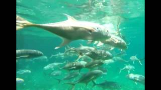 Sailfish Marina West Palm Beach, Feeding Frenzy