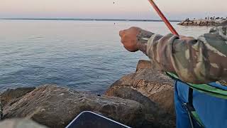 Pole fishing / Ψάρεμα Απίκο - Κουρκούνας/ Αγριοσαλπα / Γερμανών / Sokar / Rabbitfish_14/09/2025