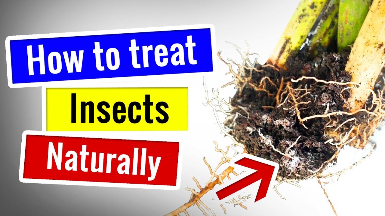 SUCCULENTS and CACTUS CARE How to REMOVE PESTS naturally