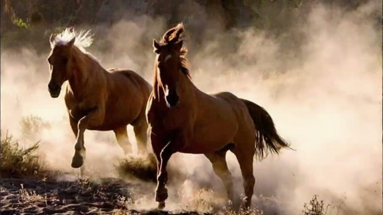 Слышен топот лошадей быстро скачущих мимо. Слышен топот лошадей быстро скачущих мимо. Лошадь в прыжке. Конь несется. Лошадь бежит копыта.