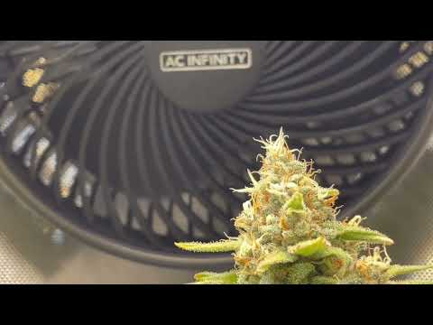 Indoor Grow Basics: Understanding and Controlling Airflow