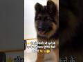 kishi 👉dog ko master 💯training kaise 🤔 karaye 👍#dog #germanshepherd #viral #shorts