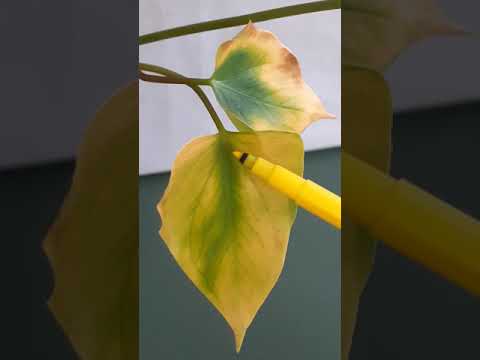 Видео: Защо моето растение антуриум умира?
