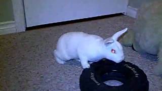 CIMG8008.AVI