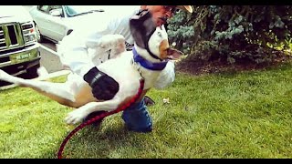 Side Submitting Dogs Explained Step-by-Step Instructions Head & Top Control - BIG CHUCK MCBRIDE by Dog Whisperer BIG CHUCK MCBRIDE 4,173 views 2 years ago 19 minutes