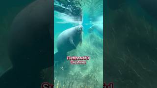 5 manatees today at SilverSprings#florida #travel #nature #wildlife #animals #animal #manatee #love