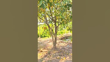 "Cobra Descending Gracefully from the Tree" #naturelovers #snake #animals #cobra