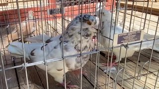 Giant Runt Pigeons Update