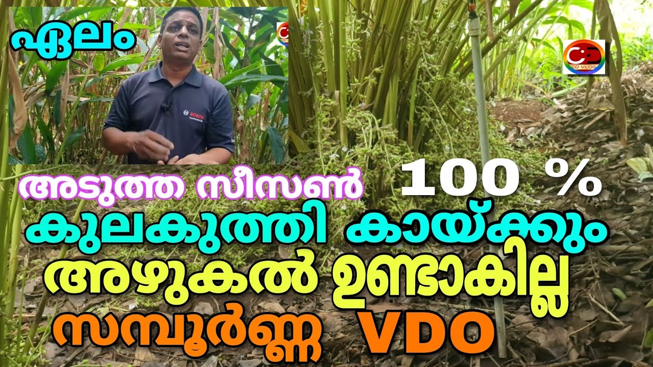 ഏലം / അടുത്ത സീസൺ / കുലകുത്തി കായ്ക്കും100% / അഴുകൽ ഉണ്ടാകില്ല /  ചെലവ് കുറഞ്ഞ മാർഗ്ഗം /