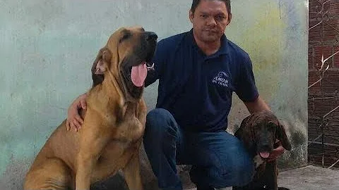 Como engordar cachorro fila brasileiro?