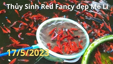 Thủy Sinh Red Fancy Siêu Đẹp || Đợt cá ngày 17/5/2023