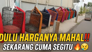 DULU MAHAL‼️ SEKARANG DIJUAL CUMA SEGITU😭 BURUNG PRESTASI TURUN HARGA🔥