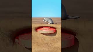 A Rat Could Be A Landmine,