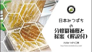 日本みつばちの分蜂群捕獲・採蜜（解説付き） How to Beekeeping - YouTube