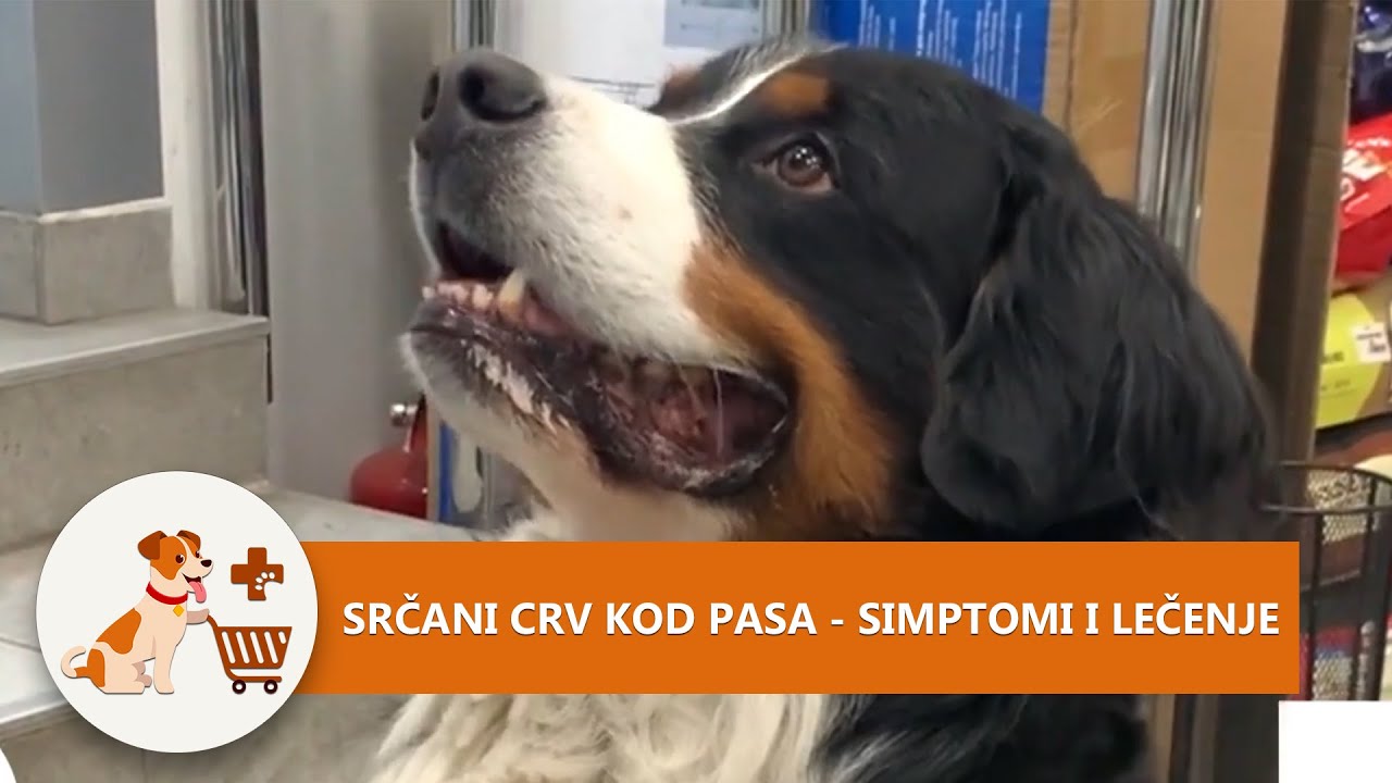 Srčani crv kod pasa