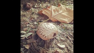 Thumbnail of Mars Lasar - Dancing Windmills