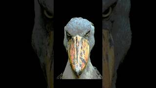 shoebill ki sad life #facts #shorts