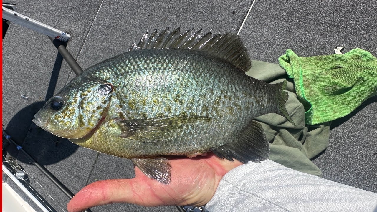 Giant Shellcrackers!!!