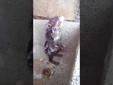 Aawa Tare Saiya Tempu Se ||chuha funny video ||........