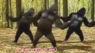 Gülməli Status Meymunları