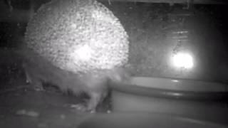 #hedgehog finishes for the night and goes to leave 3:39am 240816