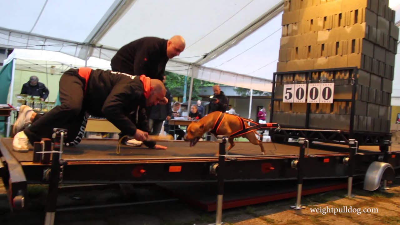 3. Tatai Standard Kutyás súlyhúzás