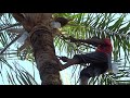 Gambia - Het klimmen in een Palmboom - Climbing a Palm-Tree