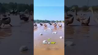 Why do the Chinese throw ducks into ponds? 😳 Wealth