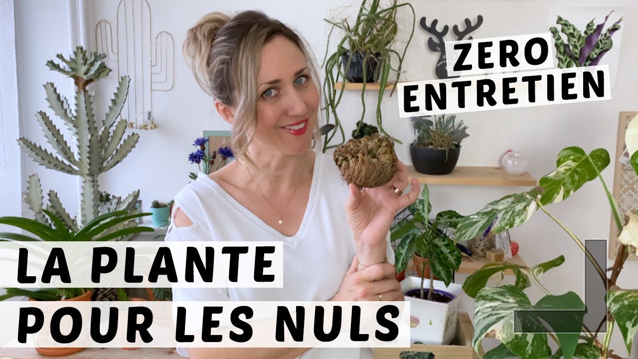 🌿 LA PLANTE POUR LES NULS : LA ROSE DE JERICHO | VRAIE PLANTE INCREVABLE