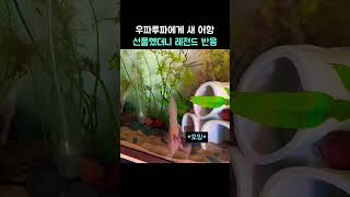 우파루파 새 어항 레전드 반응