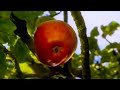 How did isaac newton really discover gravity  apple or comet  bbc studios