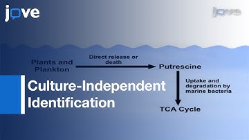 BrdU Labeling & Subsequent Fluorescence Activated Cell Sorting l Protocol Preview