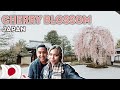 This is what cherry blossom is like in japan  travelling kyoto in 2023