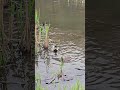 wood ducks and others playing in the pond at high park toronto canada apr 2026