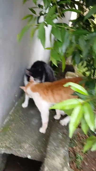 Suara Kucing Berantem #tiapdetik #tiapmalem