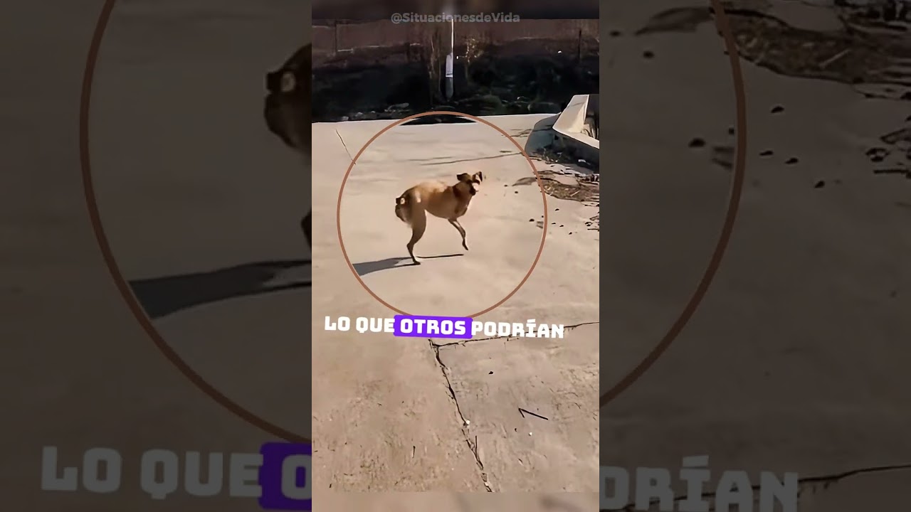 &iquest;Un perrito con dos patas? 🐾 &iexcl;Sorprendente y conmovedor!
