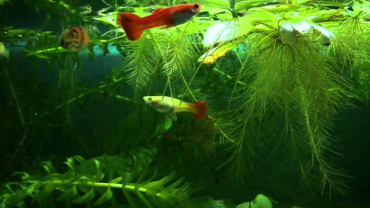  Aquarium  Guppys  YouTube