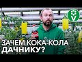 Если в теплице завелись муравьи - напоите их кока-колой! И вот зачем...