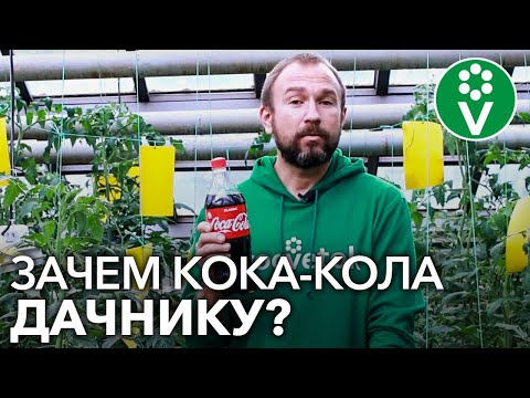 Видео: Кока-кола в саду: преимущества кока-колы и компоста