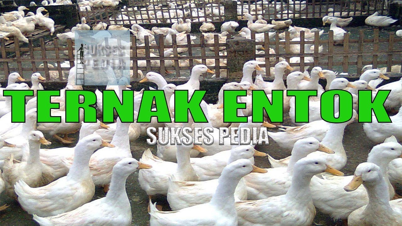 CARA TERNAK ENTOK RUMAHAN DENGAN MUDAH AGAR CEPAT SUKSES 