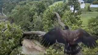 Decorah Eagles- Eaglets Chase After Mom