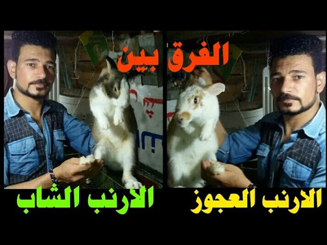 علشان محدش يضحك عليك وازاى تعرف الارنب العجوز من الشاب احترف الشراء Youtube