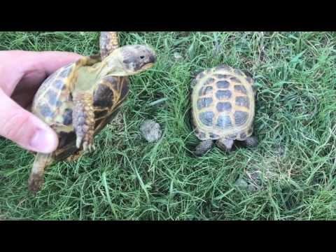 HOW TO SEX YOUR RUSSIAN TORTOISE