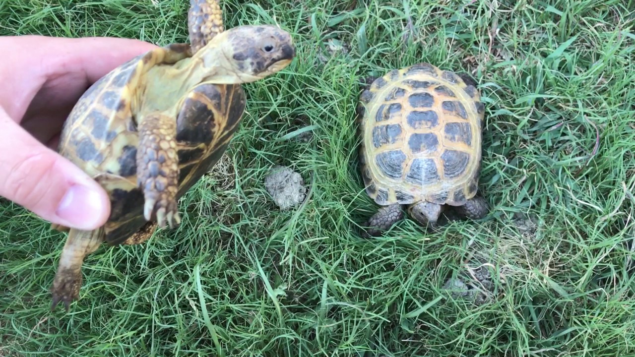 female russian tortoise