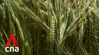 Europes Biggest Grain Producer France Hit By Droughts
