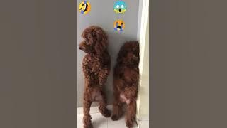 Viral Story WA Gokil Lucu Cover Video Anjing Lucu dimarahin Tuanya