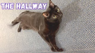 The black cat and the hallway by Ziggy And Zelda 736 views 1 year ago 4 minutes, 3 seconds