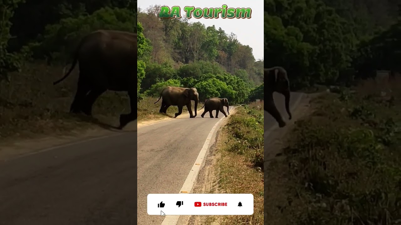 Mother Elephant Protects Calf From Tourists || Jim Corbett National Park || Sitabani Zone 